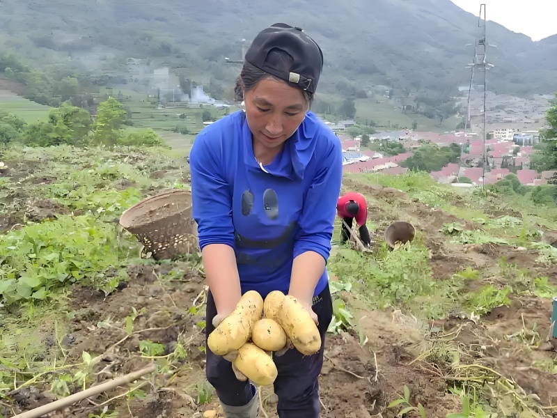 高山土豆名优特优农产，一亩田助力乡村振兴