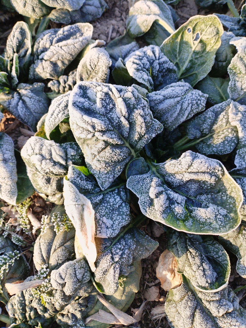 农家自种趴地菠菜，无中间商，无代办，地头现挖现卖！