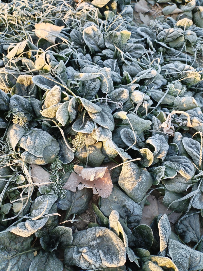 农家自种趴地菠菜，无中间商，无代办，地头现挖现卖！