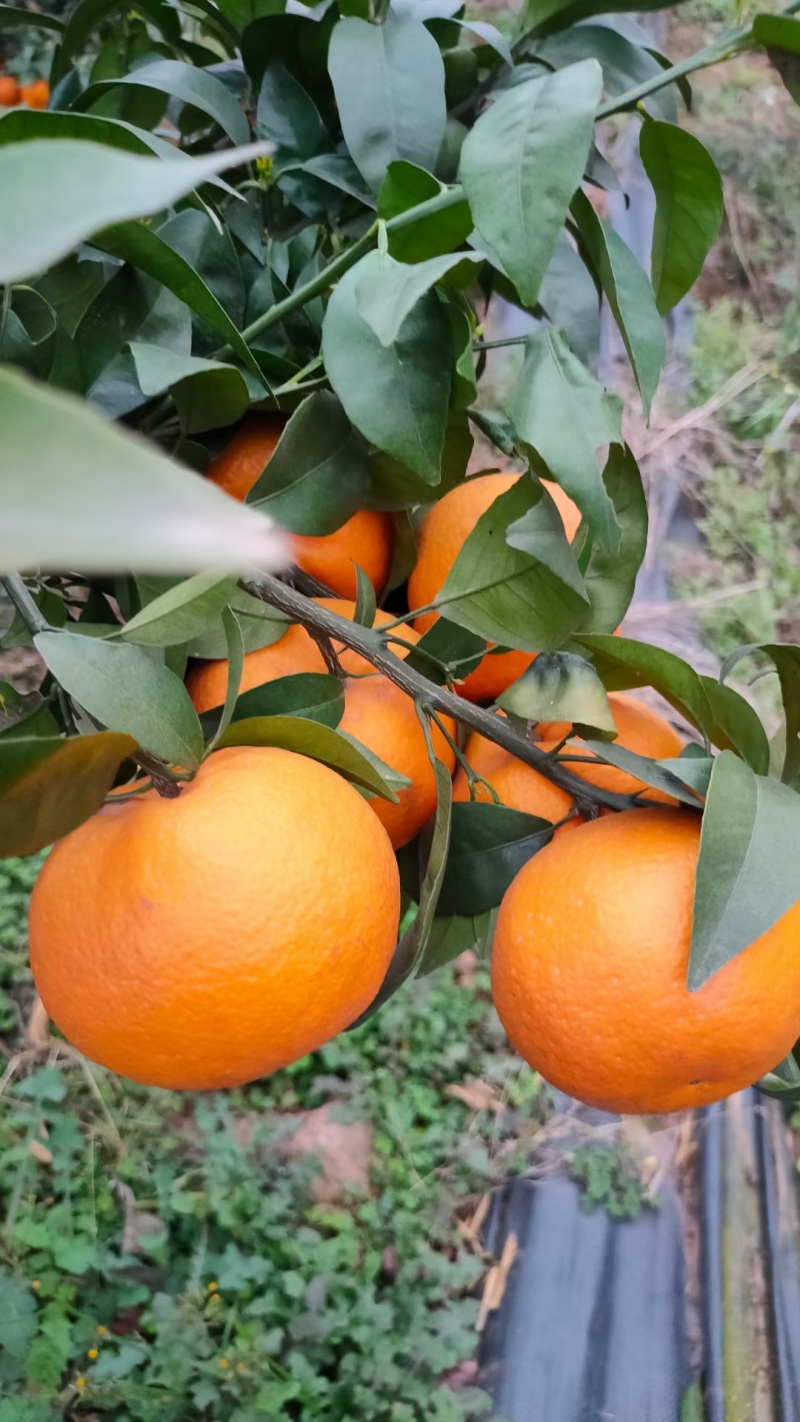 沃柑