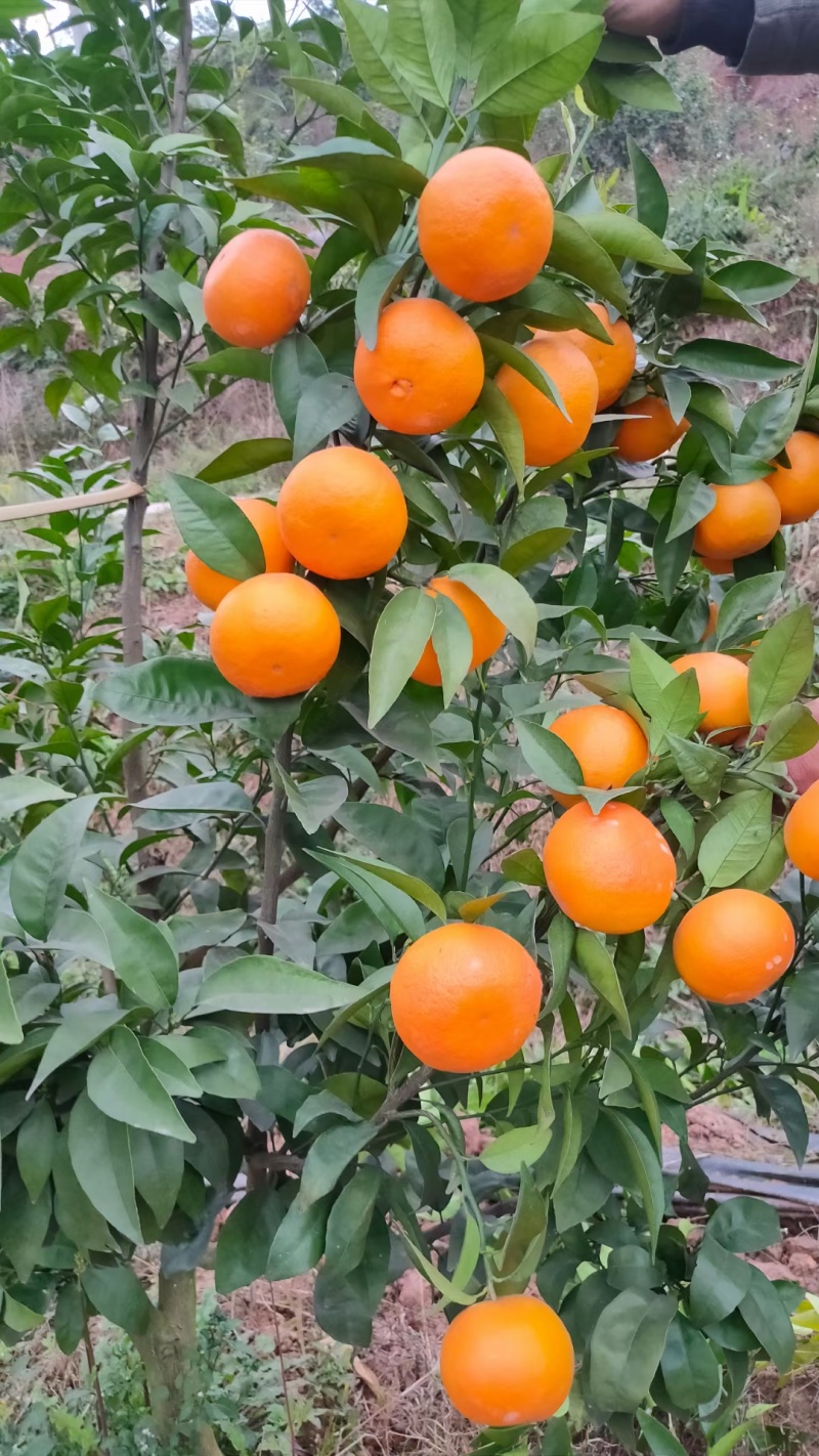 沃柑