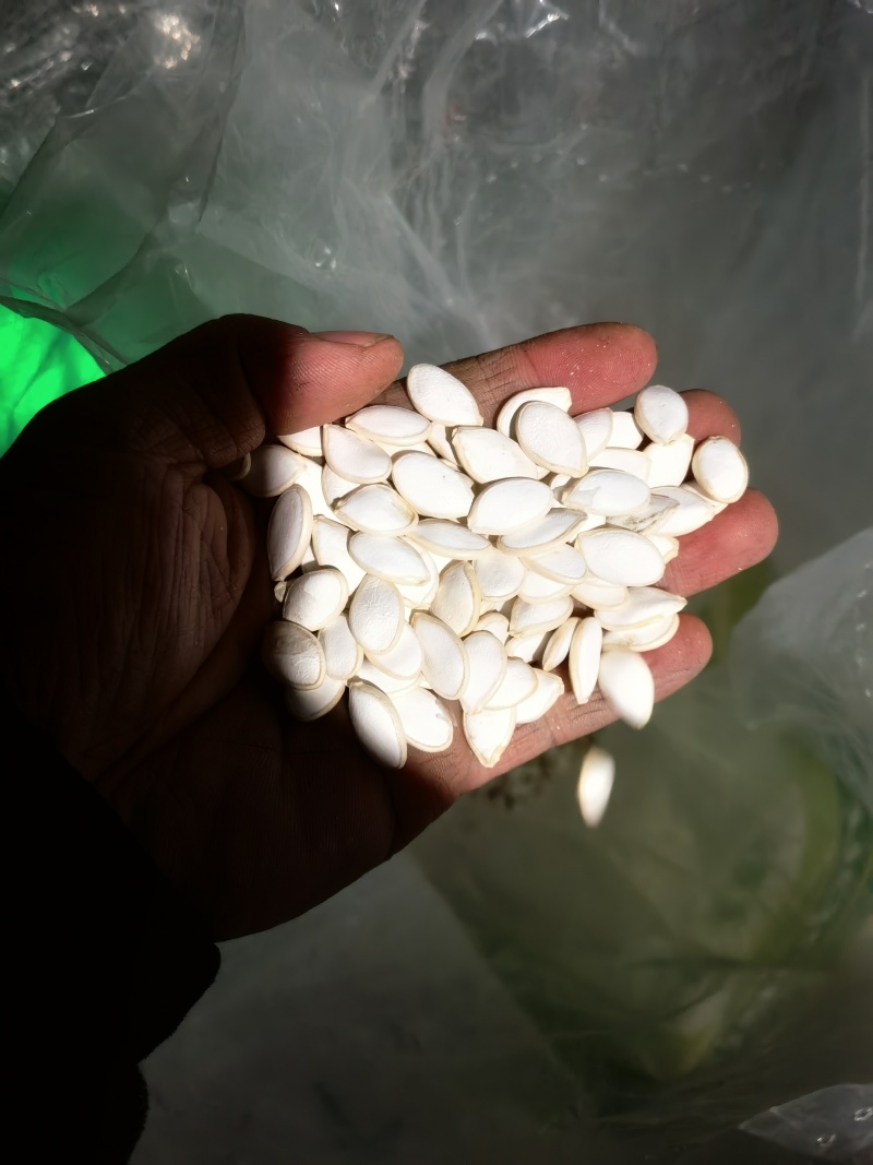 高品质优质西瓜嫁接苗直根苗，甜瓜苗。嫁接苗都是双面刀插接