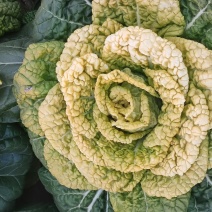 黄心菜