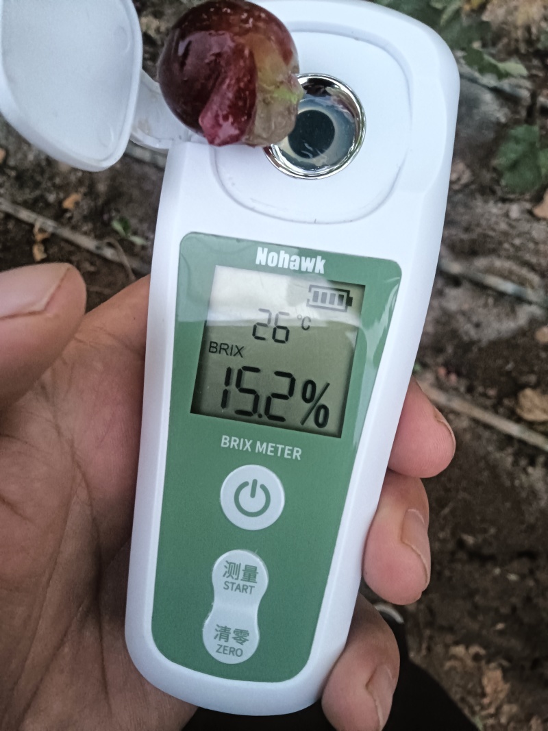 云南大理宾川二花红提价格持续下跌！