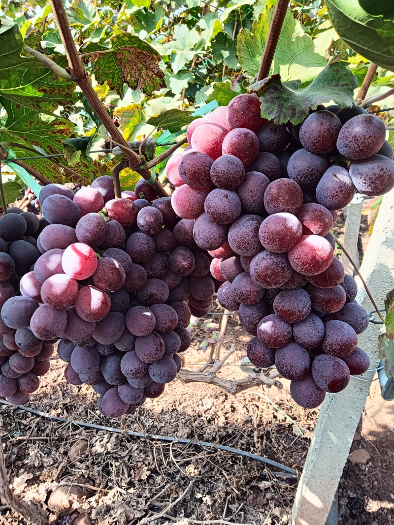 云南大理宾川二花红提价格持续下跌！