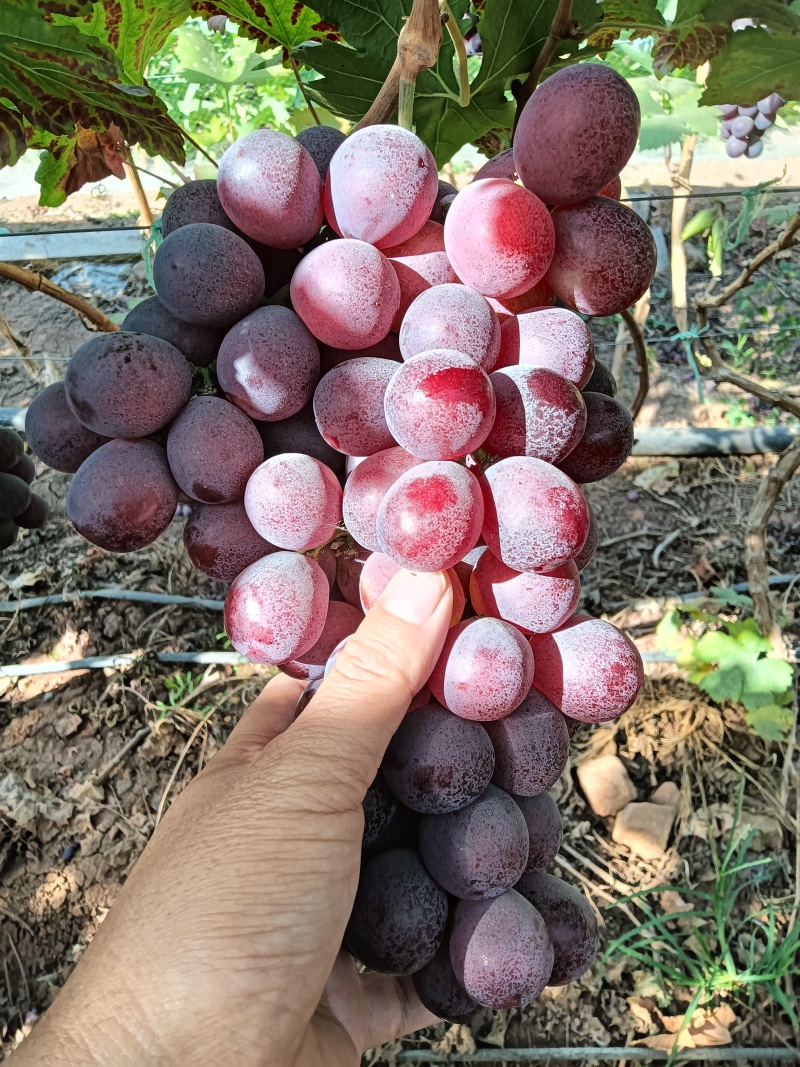 云南大理宾川二花红提价格持续下跌！