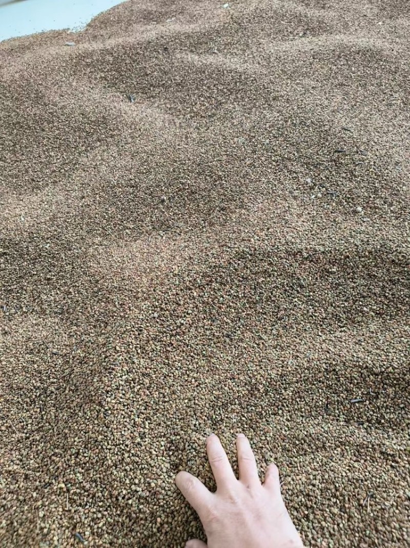 黄栌种子