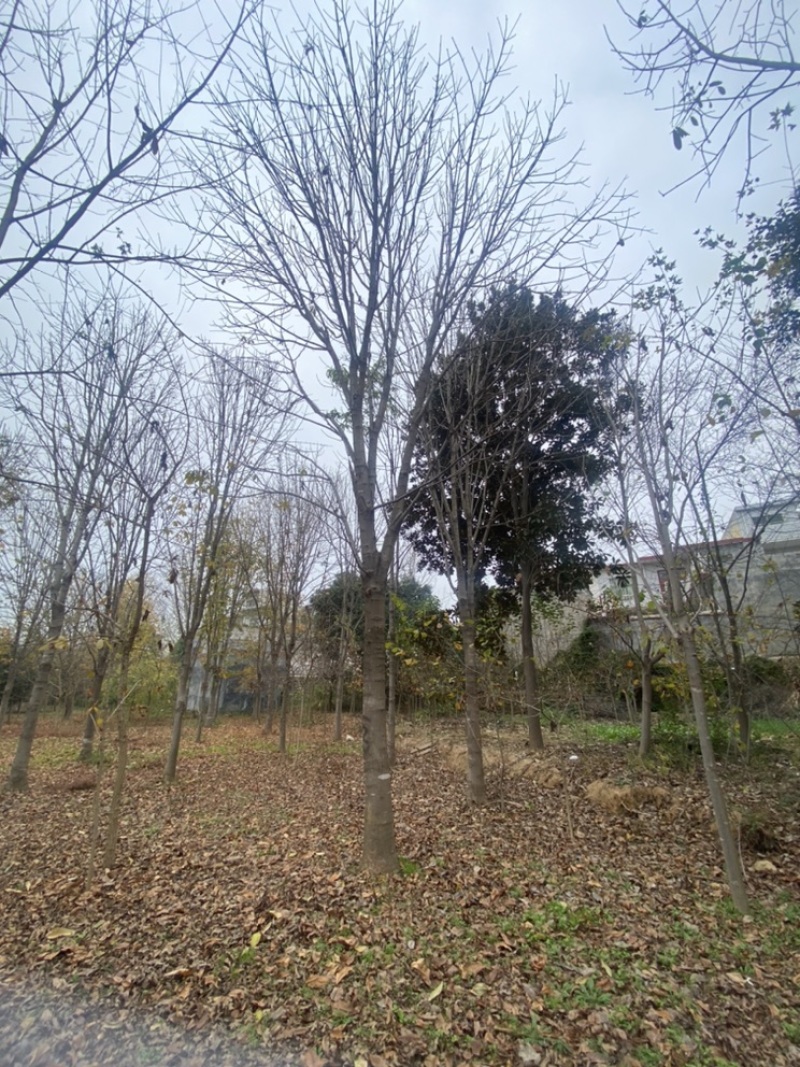 七叶树