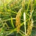 精品稻花香大米大量发货品质保证支持视频看货品质保证