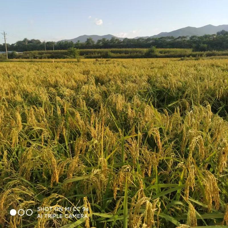 精品稻花香大米大量发货品质保证支持视频看货品质保证