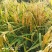 精品稻花香大米大量发货品质保证支持视频看货品质保证