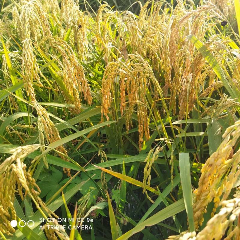 精品稻花香大米大量发货品质保证支持视频看货品质保证