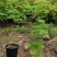 青流泉