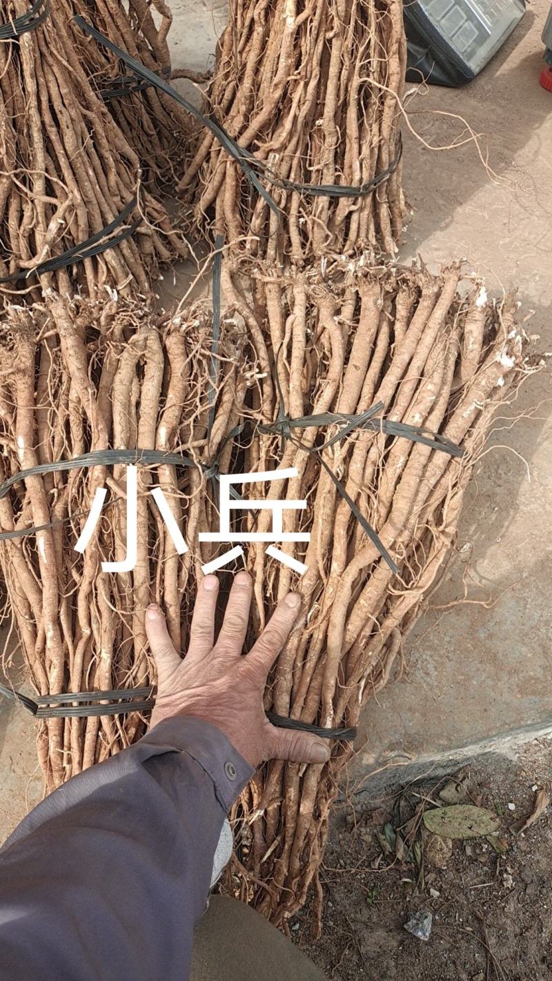 野生小叶千斤拔鲜货少量供应