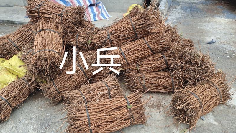 野生小叶千斤拔鲜货少量供应