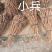 野生小叶千斤拔鲜货少量供应