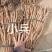 野生小叶千斤拔鲜货少量供应