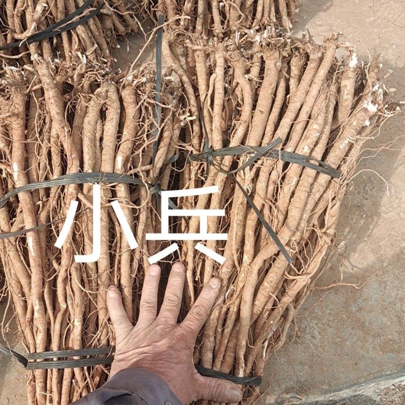 野生小叶千斤拔鲜货少量供应