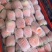草莓品种，拉森甜茶里，联盟二号，隋株，雪里香
