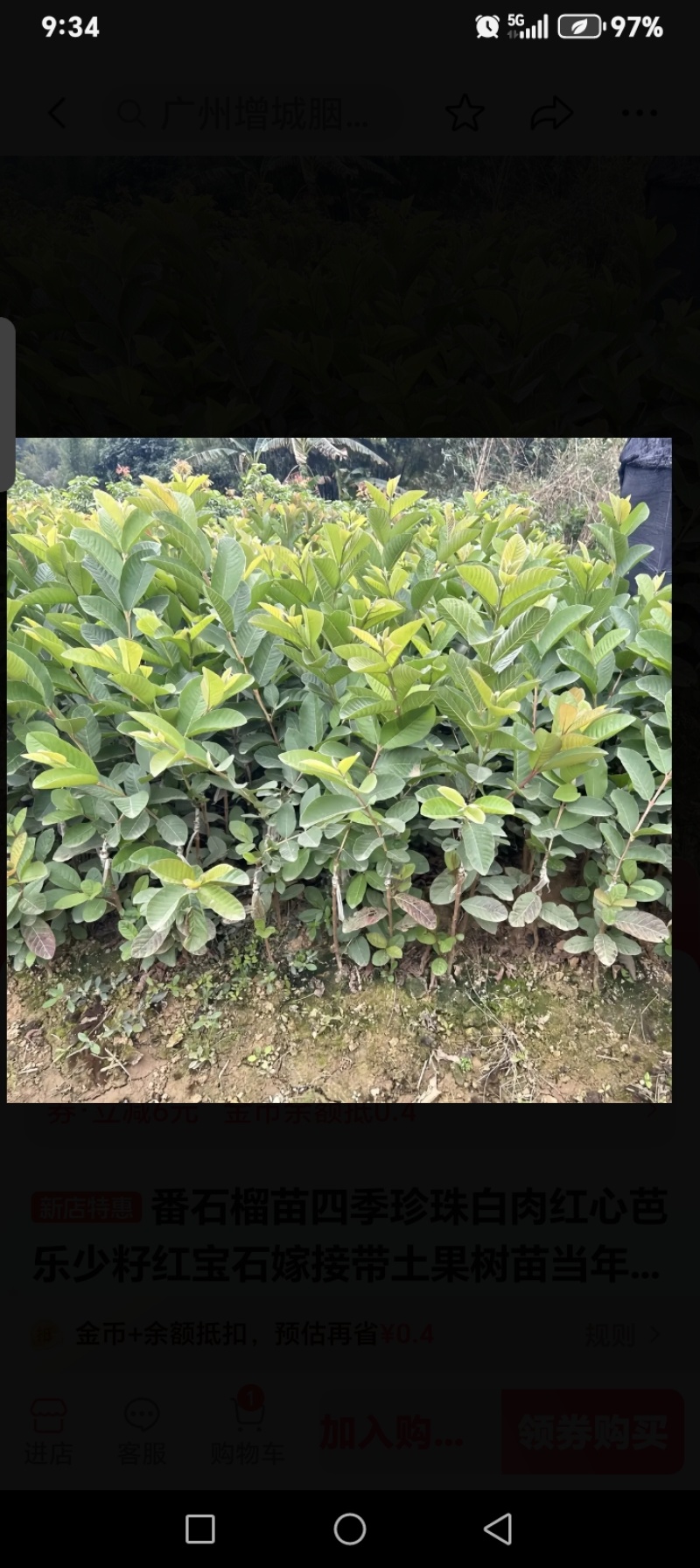 珍珠番石榴种苗