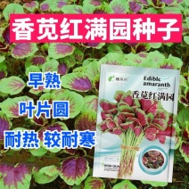 红苋菜种子早熟叶片近圆形生长期30-40天左右耐热较耐寒