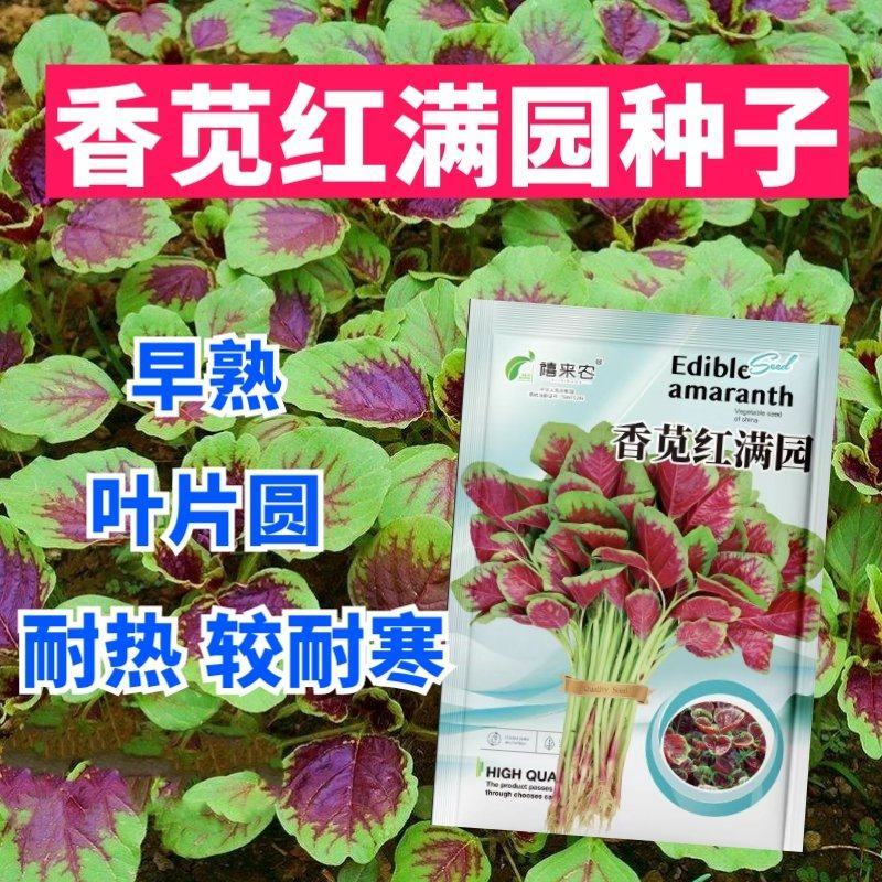 红苋菜种子早熟叶片近圆形生长期30-40天左右耐热较耐寒