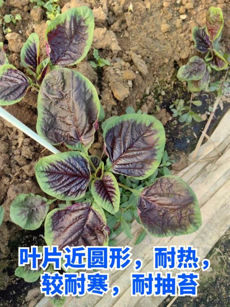 红苋菜种子早熟叶片近圆形生长期30-40天左右耐热较耐寒