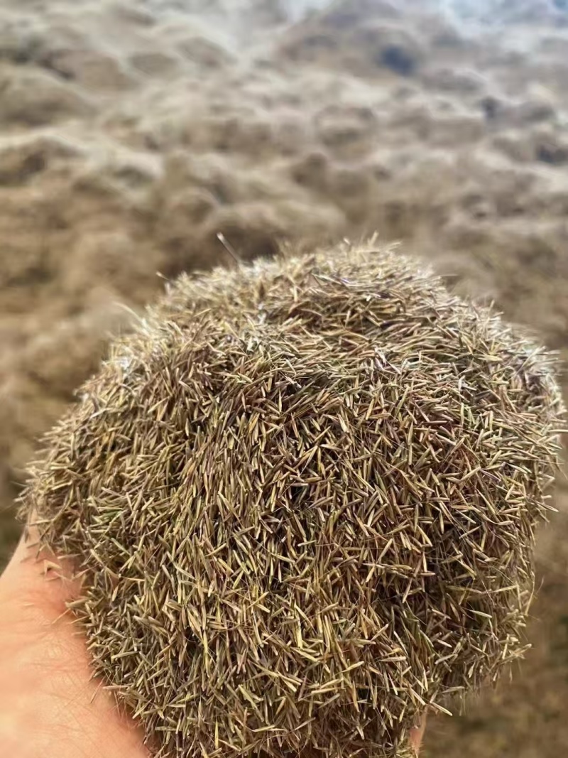 粉黛乱子草花种子多年生观赏草毛芒乱子草粉米利庭院花卉花种