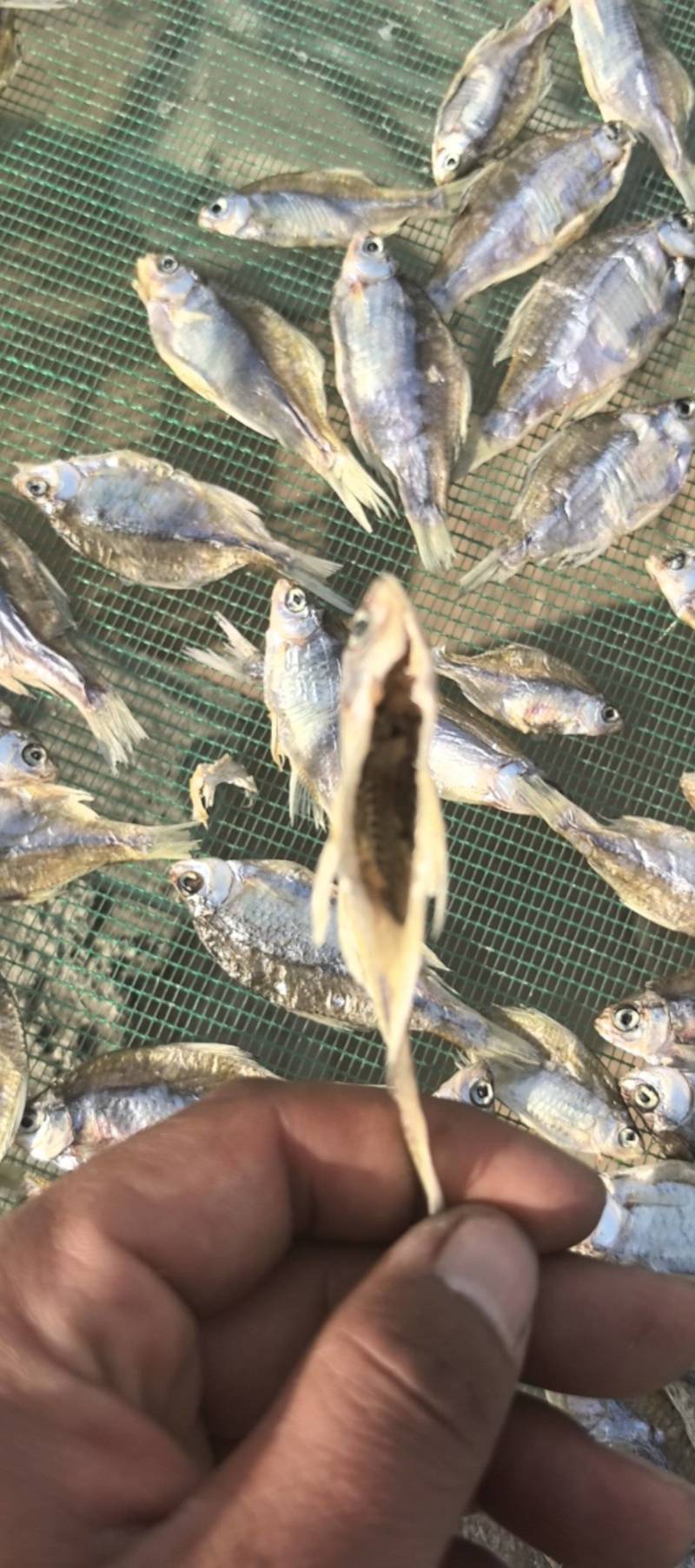 开肚低盐鳑鲏鱼干