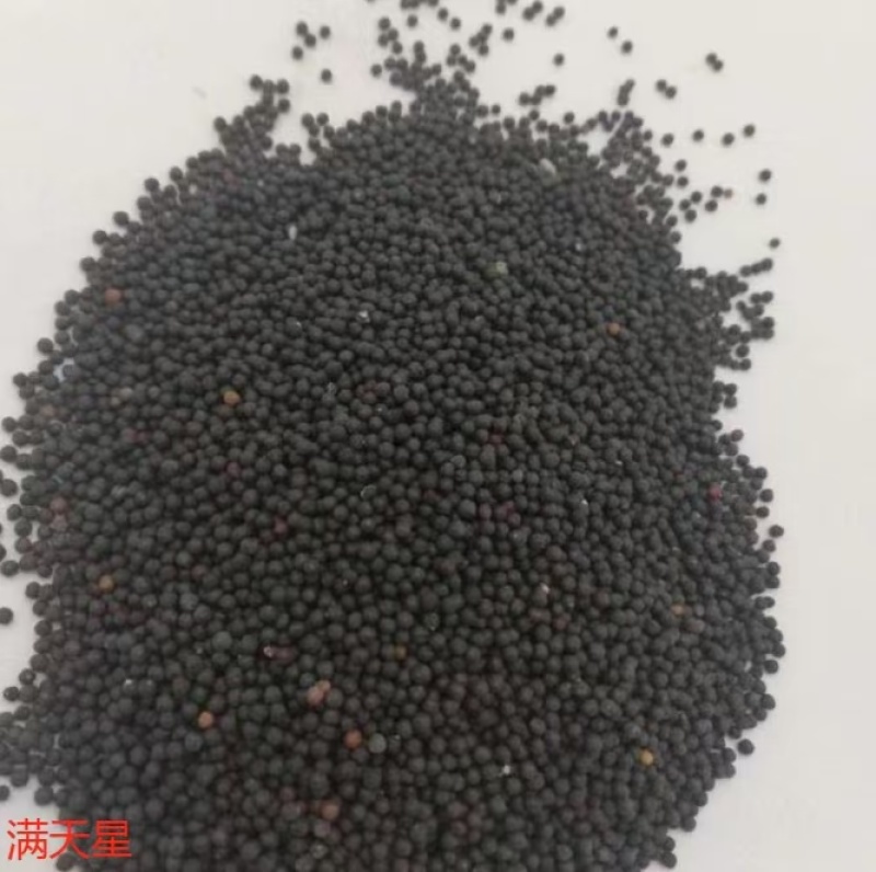 满天星花种子四季种易活花卉室内外阳台盆栽满天星花草种籽