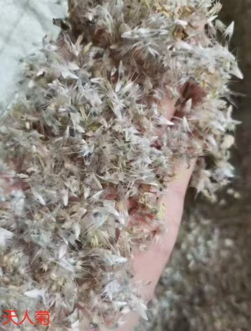 天人菊种子虎皮菊多年生宿根花阳台庭院盆栽景观花海耐旱耐热