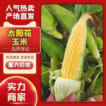 云南太阳花水果玉米大量上市阳光充足水分大