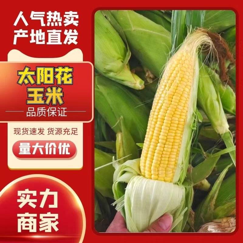 云南太阳花水果玉米大量上市阳光充足水分大