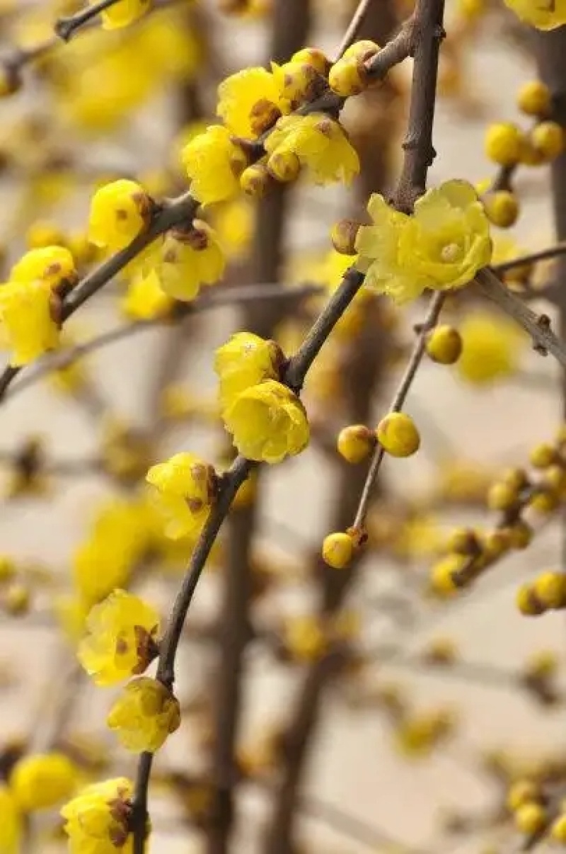 基地大量高干腊梅树两到十公分树形优美质量好