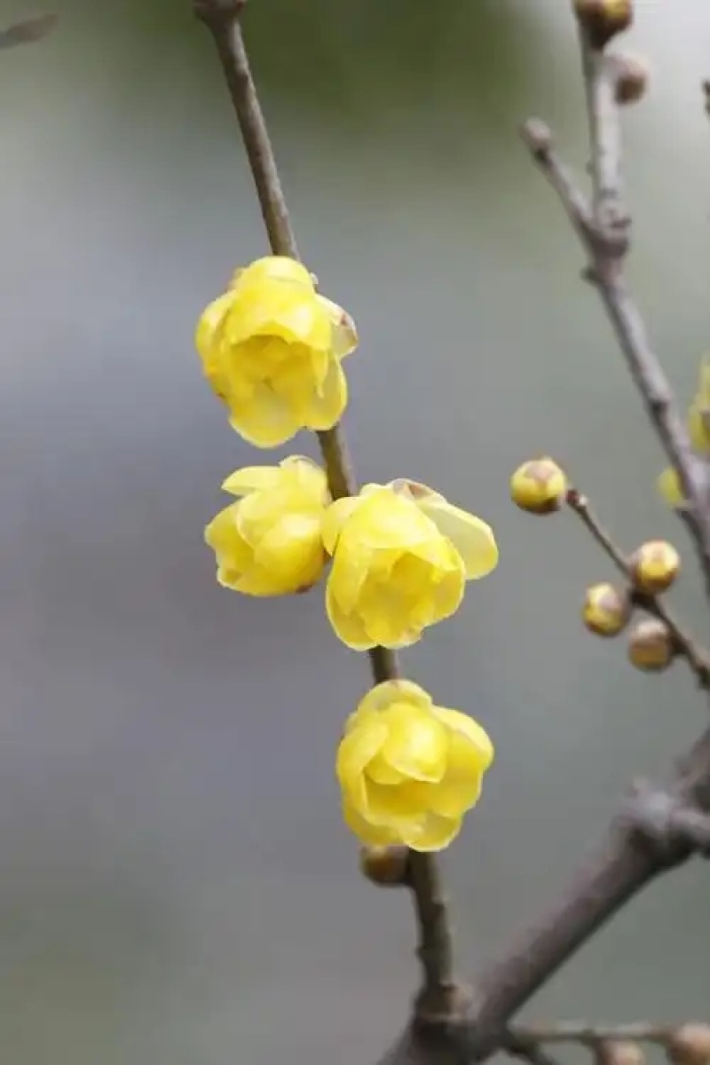 基地大量高干腊梅树两到十公分树形优美质量好