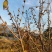 基地大量高干腊梅树两到十公分树形优美质量好