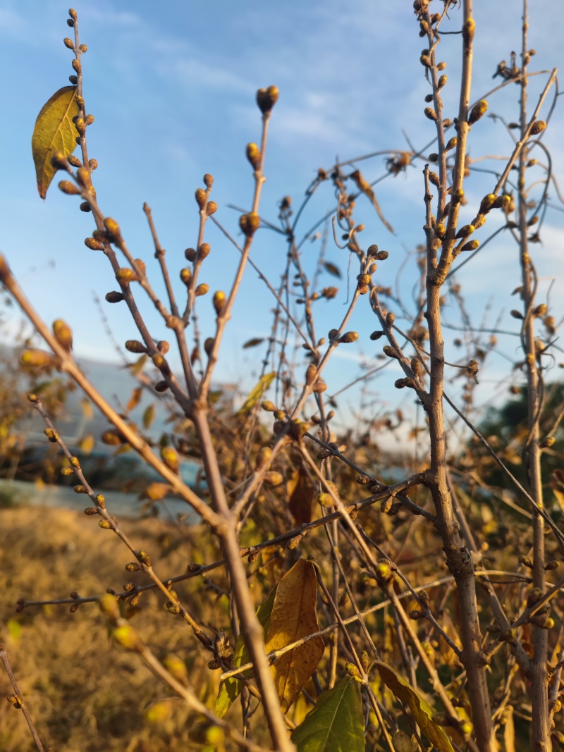 基地大量高干腊梅树两到十公分树形优美质量好