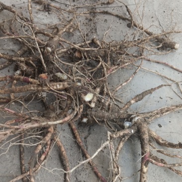 【热卖推荐】前胡产地直销量大质优价格优惠一手货源