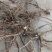 【热卖推荐】前胡产地直销量大质优价格优惠一手货源