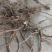 【热卖推荐】前胡产地直销量大质优价格优惠一手货源