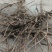 【热卖推荐】前胡产地直销量大质优价格优惠一手货源