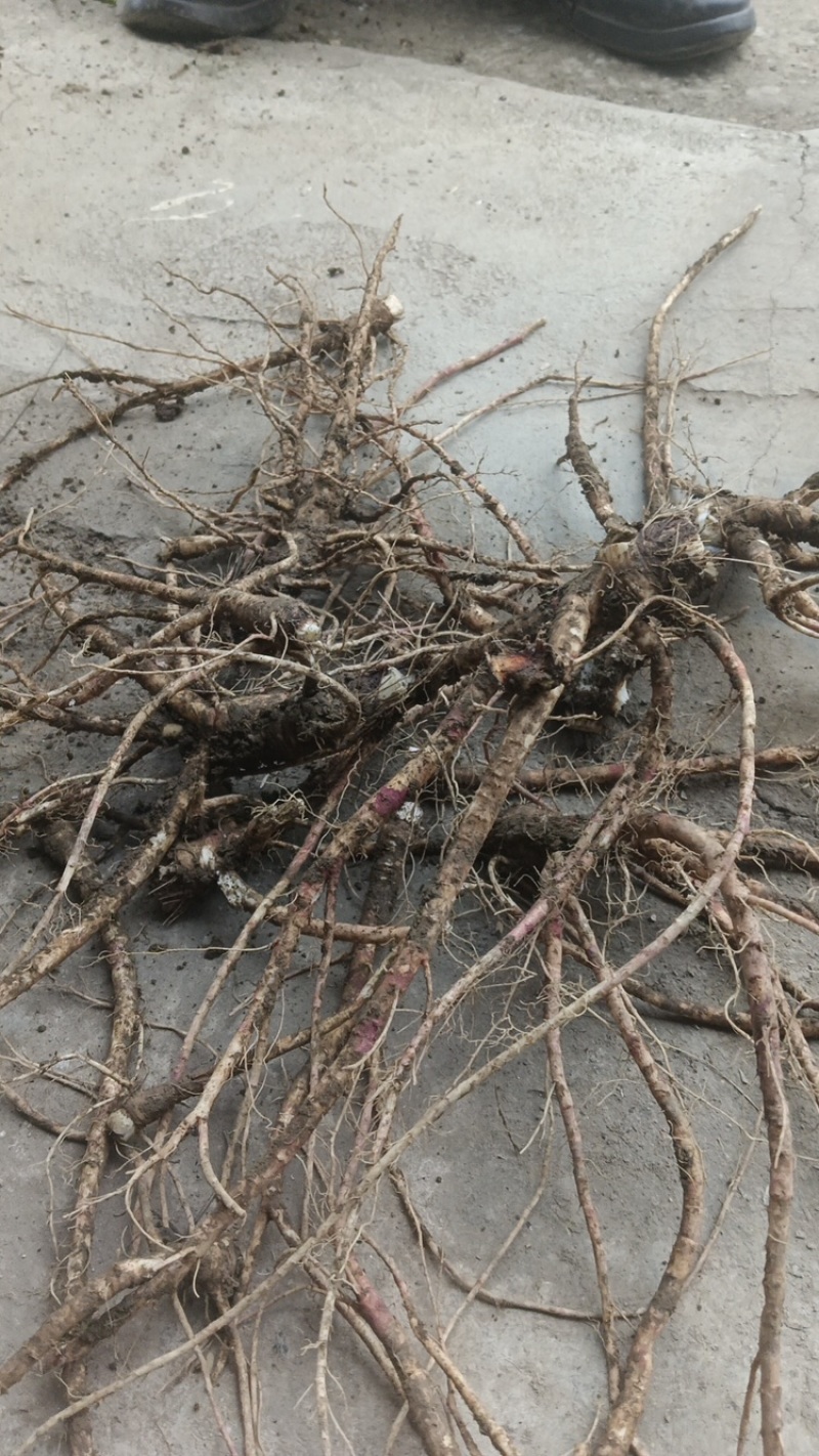 【热卖推荐】前胡产地直销量大质优价格优惠一手货源