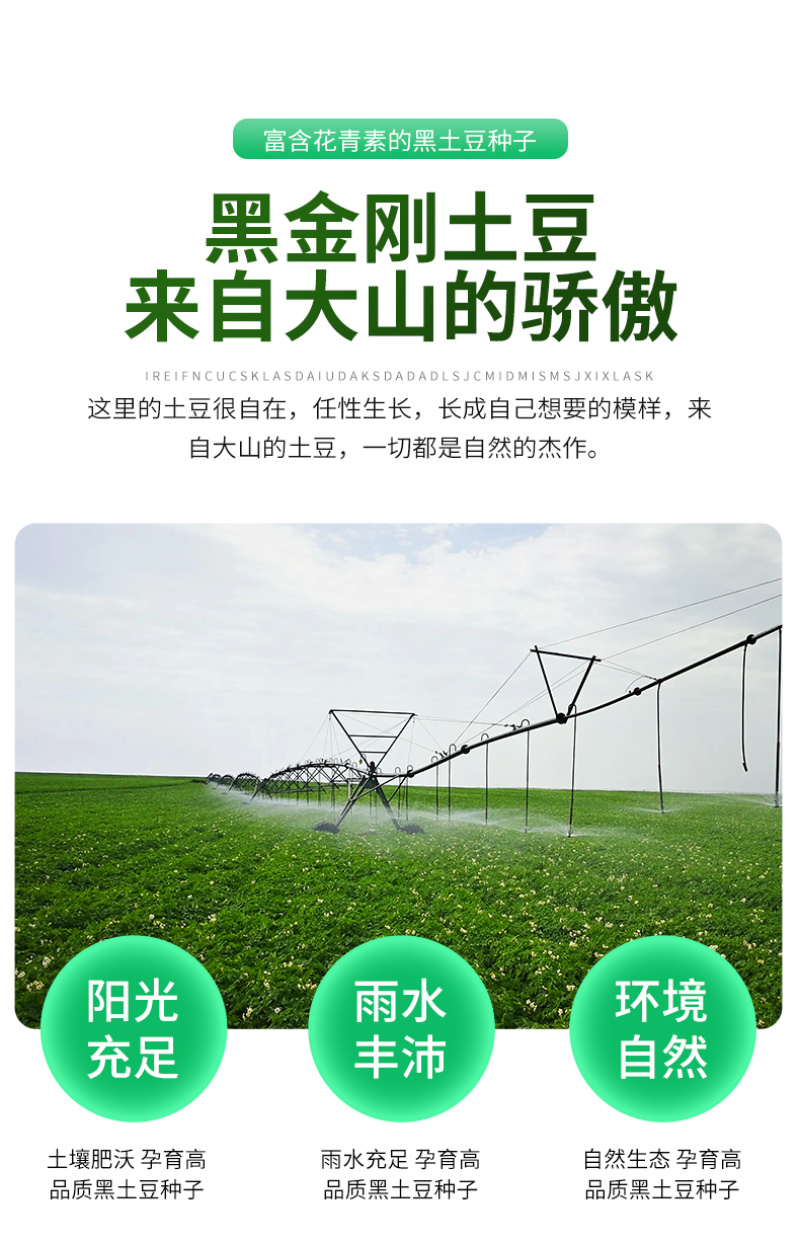 山东黑土豆种子带芽脱毒高产量高存活基地直发全国发货