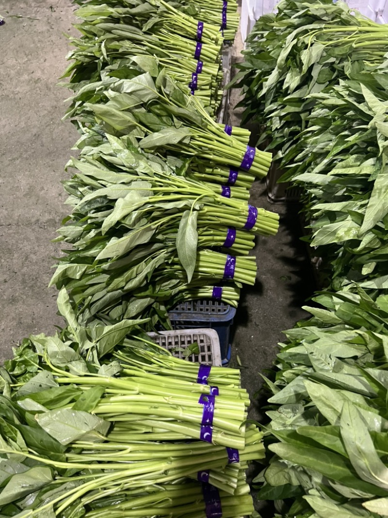 大叶片粗杆空心菜