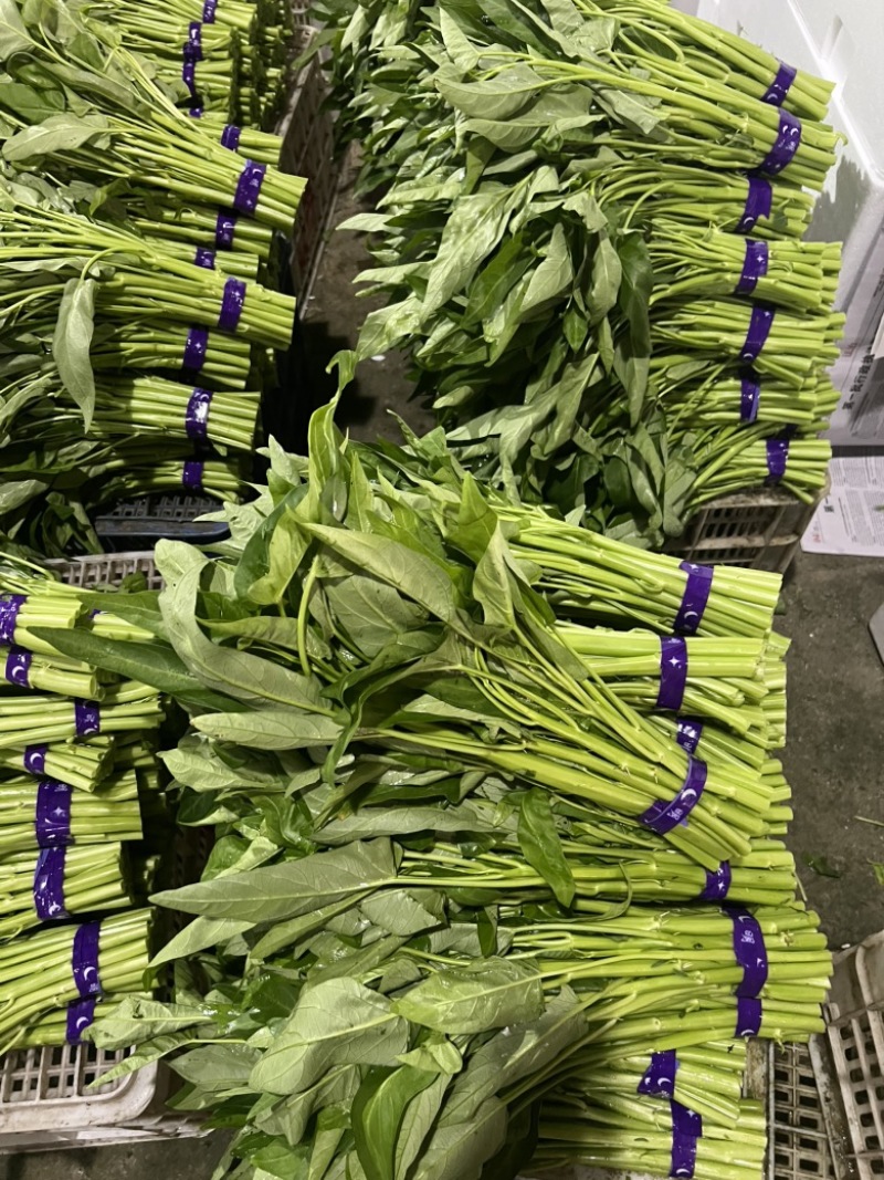 大叶片粗杆空心菜