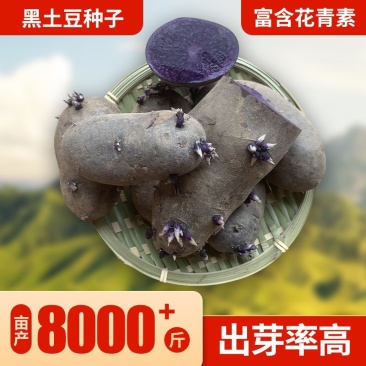 山东黑土豆种子脱毒产量高常年供应一件代发货源充足