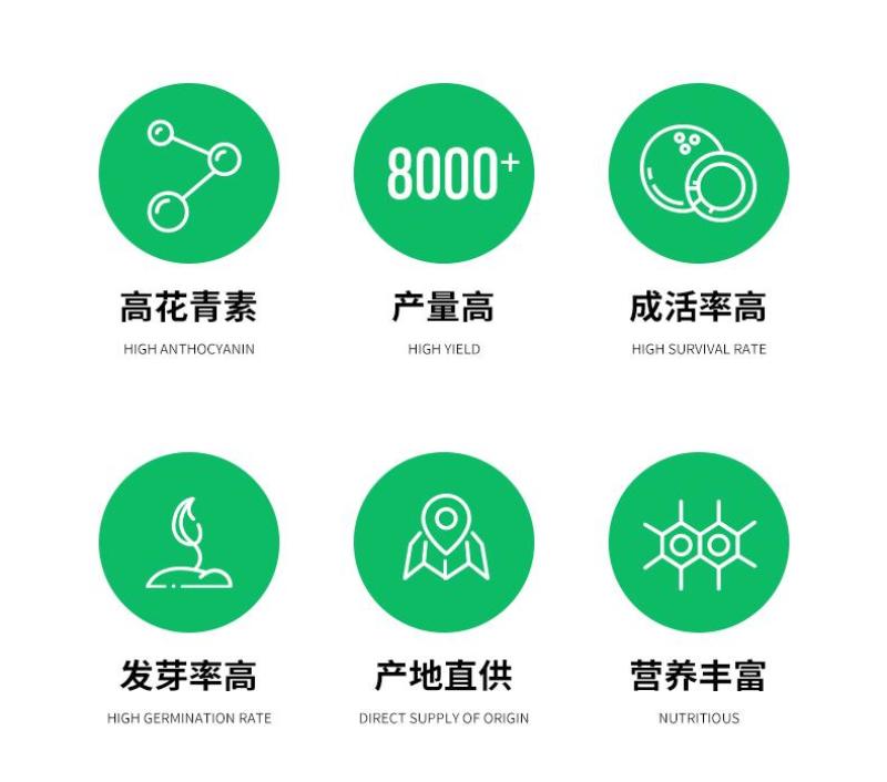 山东黑土豆种子脱毒产量高常年供应一件代发货源充足
