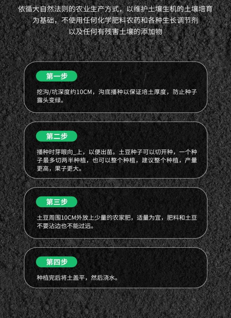 山东黑土豆种子脱毒产量高常年供应一件代发货源充足