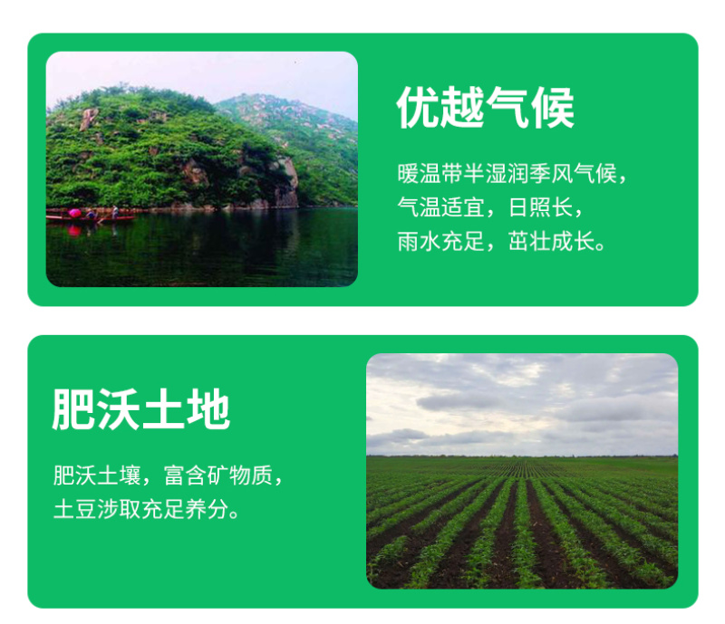 山东黑土豆种子脱毒产量高常年供应一件代发货源充足