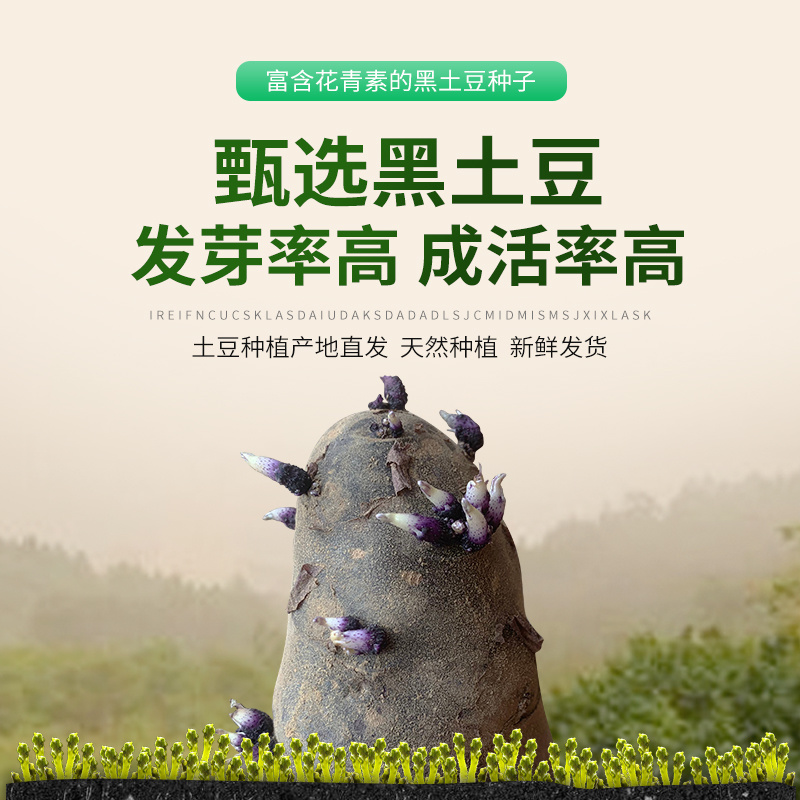 山东黑土豆种子脱毒产量高常年供应一件代发货源充足